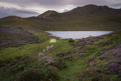 Morning at loch langaig on the isle of skye, scotland. wild camping in nature, sheep passing by tent
