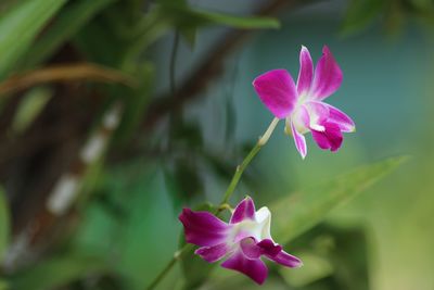 Close-up of pink flower blooming outdoors