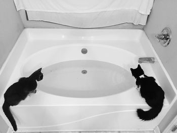 High angle view of cats on bathtub