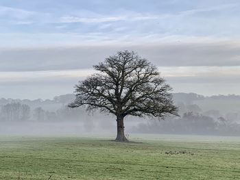 Morning mist and tree