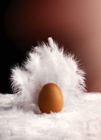 Close-up of egg by feather