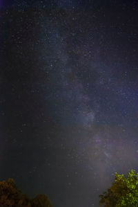 Low angle view of trees against star field at night