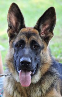 Close-up portrait of dog