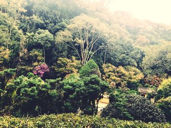 Trees and plants on landscape against sky