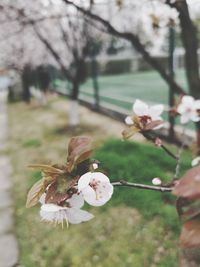 Close-up of white apple blossoms in spring