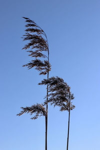 Low angle view of palm tree against clear blue sky