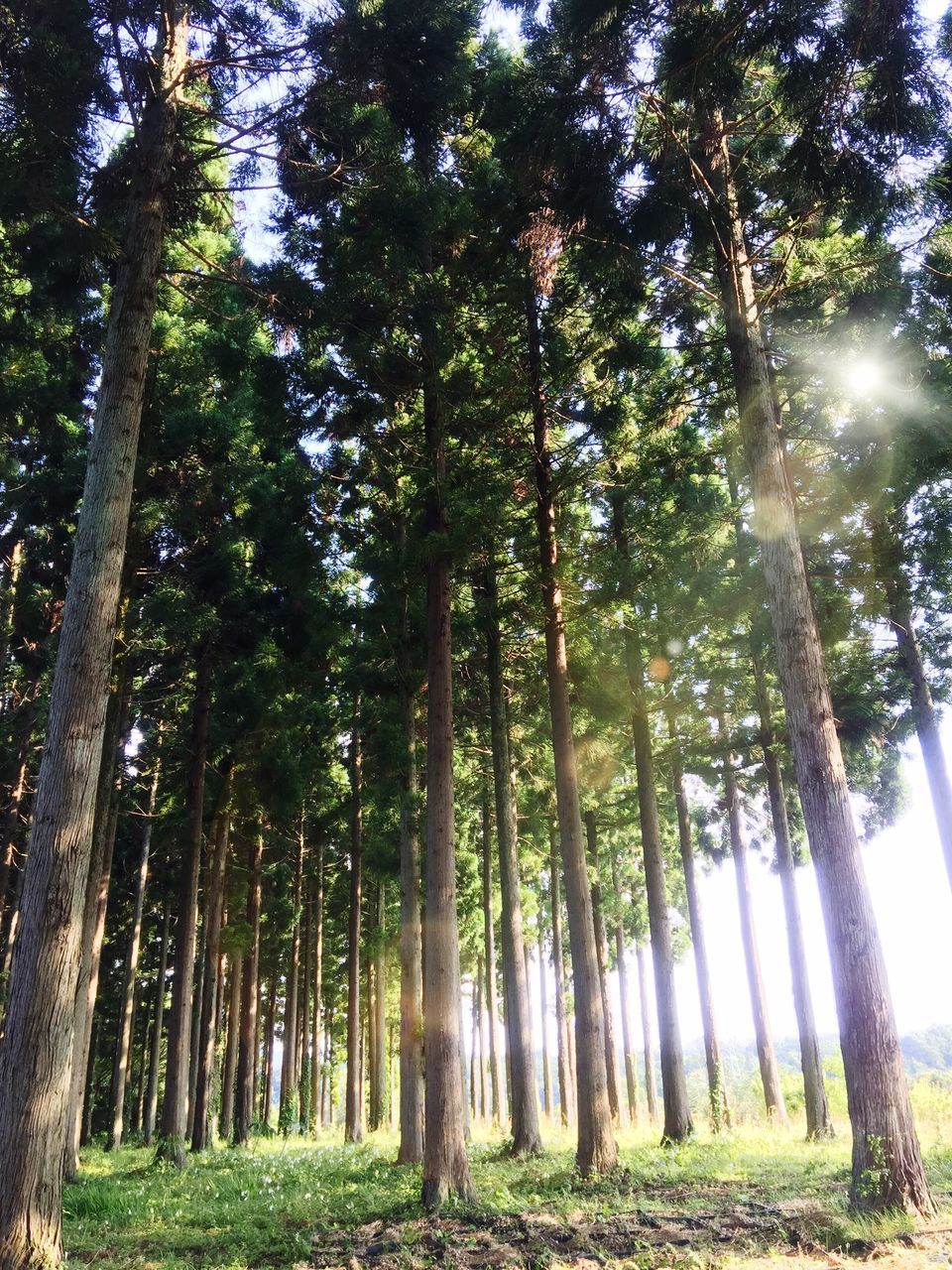 tree, tree trunk, growth, tranquility, sunbeam, forest, low angle view, woodland, sunlight, sun, nature, tranquil scene, beauty in nature, lens flare, tall - high, scenics, branch, green color, day, non-urban scene