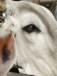 Close-up portrait of a horse