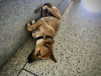 High angle view of a dog on floor
