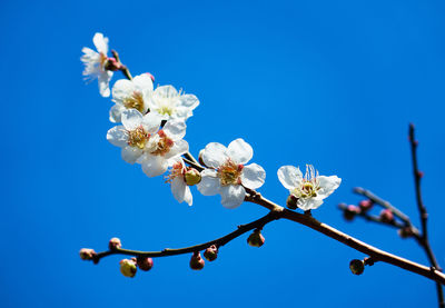 Low angle view of white flowers on branch