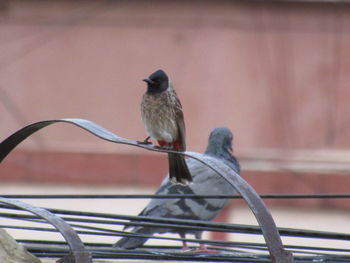 Close-up of bird perching outdoors