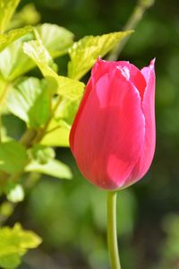 Close-up of pink flower blooming outdoors