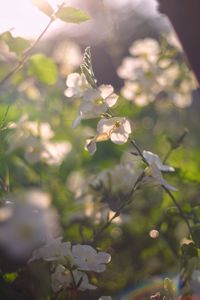 Close-up of flowers blooming on tree