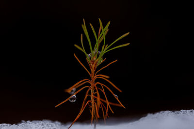 Close-up of snow covered plant against black background