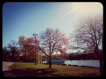 Bare trees on grassy field