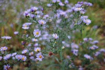 Close-up of insect on purple flowers