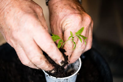 Close-up of hands holding plant