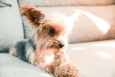 Close-up portrait of dog