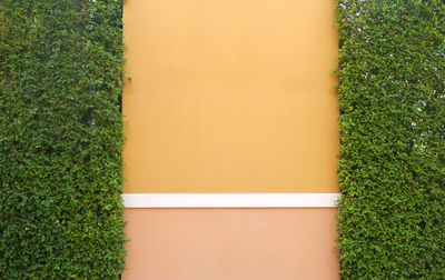 Plants growing on wall