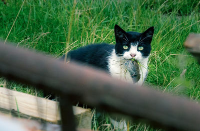 Portrait of cat on grass