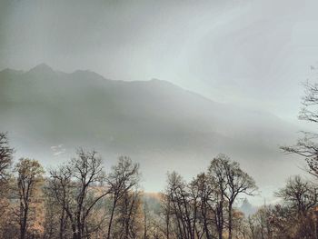 Trees against sky during foggy weather