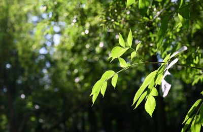 Close-up of fresh green leaves