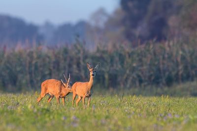 Deer standing on field