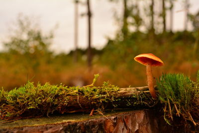 Close-up of mushroom growing on field