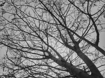 Low angle view of bare trees against sky