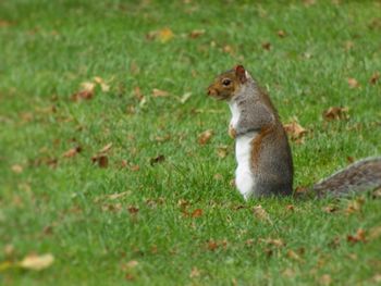 Side view of squirrel on field