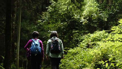 Rear view of people walking in forest