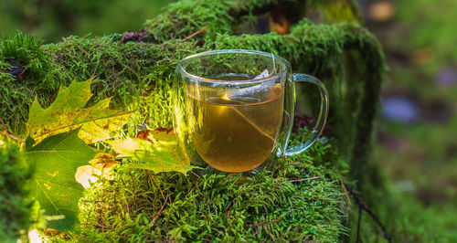 Close-up of tea in glass