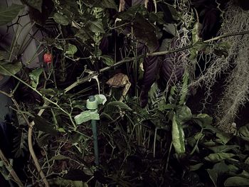 High angle view of ivy growing on field