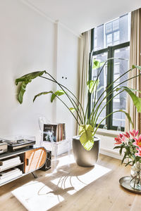 Potted plant on table at home