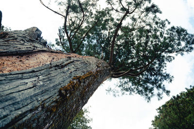 Low angle view of tree against sky