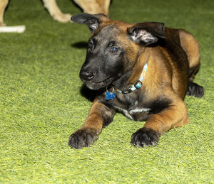 The cute face of a belgian malinois puppy with it's ear still down