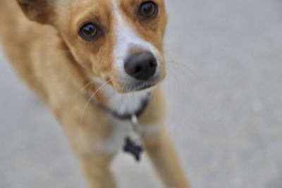 Close-up portrait of a dog
