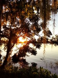 Trees by lake in forest against sky