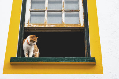 Low angle view of a cat on window sill