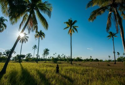 Rear view of man standing on palm trees on field against sky
