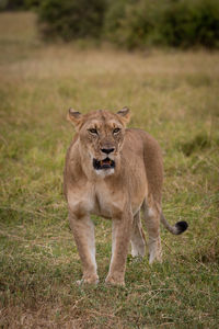 Lioness stands staring in grass near bushes