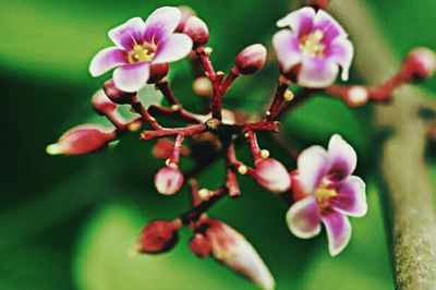 Close-up of pink flower