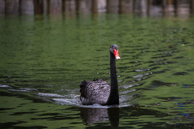 Swan swimming in lake