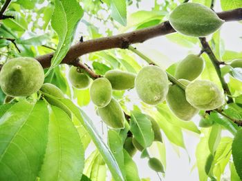 Low angle view of fruits on tree