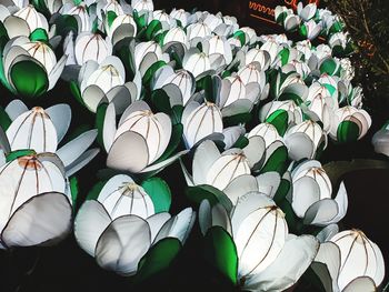 Close-up of white flowers for sale in market