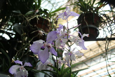 Low angle view of flowers blooming on tree