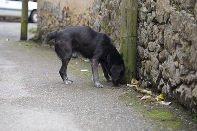 Dog on road