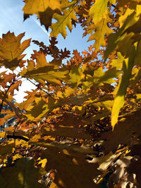 Close-up of yellow maple leaves on tree