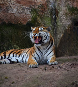 Tiger roaring in zoo