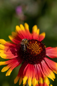 Close-up of insect on flower